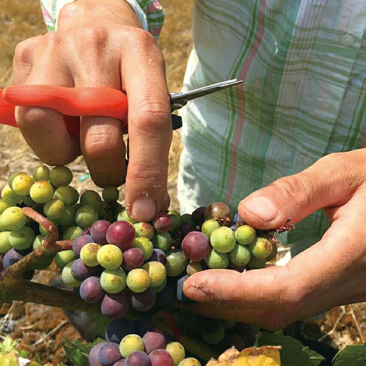 Saboten Grape Thinning Scissors B-2