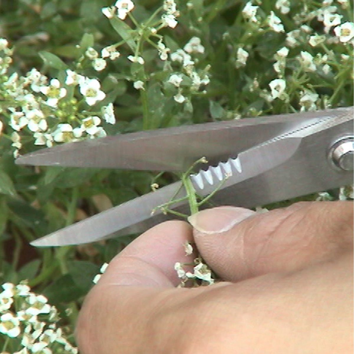 Engineer Tetsuwan Scissors Heavy Duty 55 mm Blade PH-50