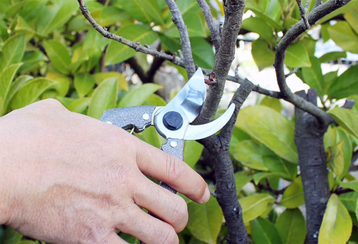 Nishigaki Pro 200 Pruning Shears 180mm Red Handle N-202R