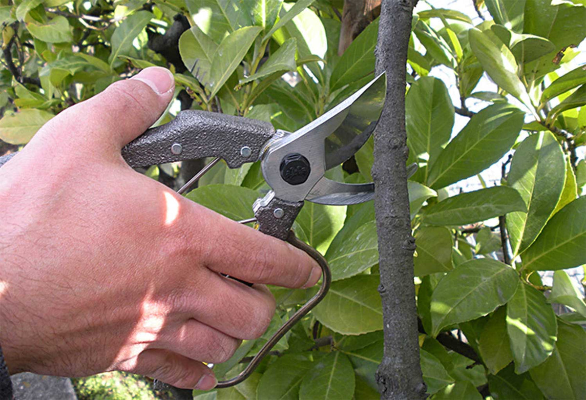 Nishigaki Pro 200 Pruning Shears 200mm with Guard N-204