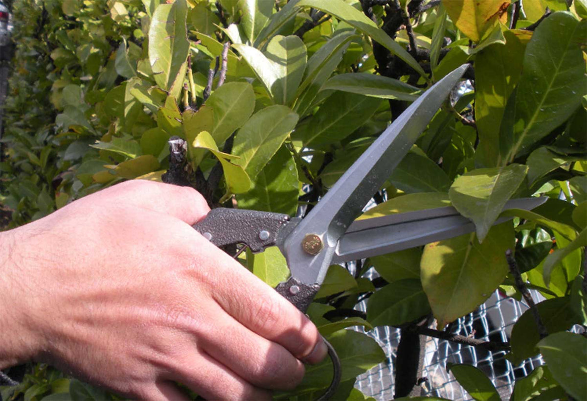 Nishigaki Pro 200 Leaf Trimming Shears 120mm Blade N-207